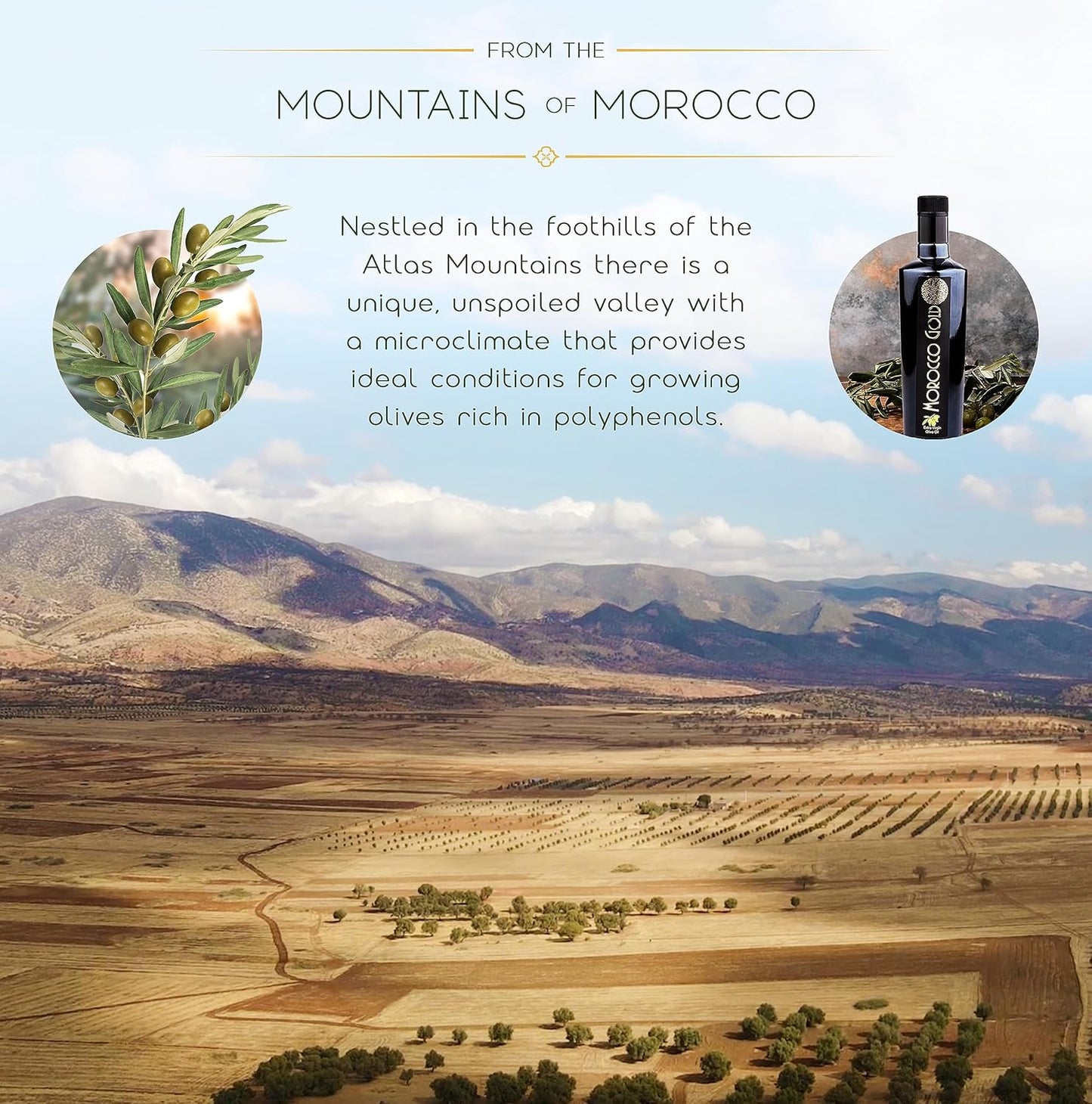 Morocco Gold Single Estate Extra Virgin Olive Oil, Unfiltered, Unblended, High in Polyphenols, Pure & Natural, 500ml